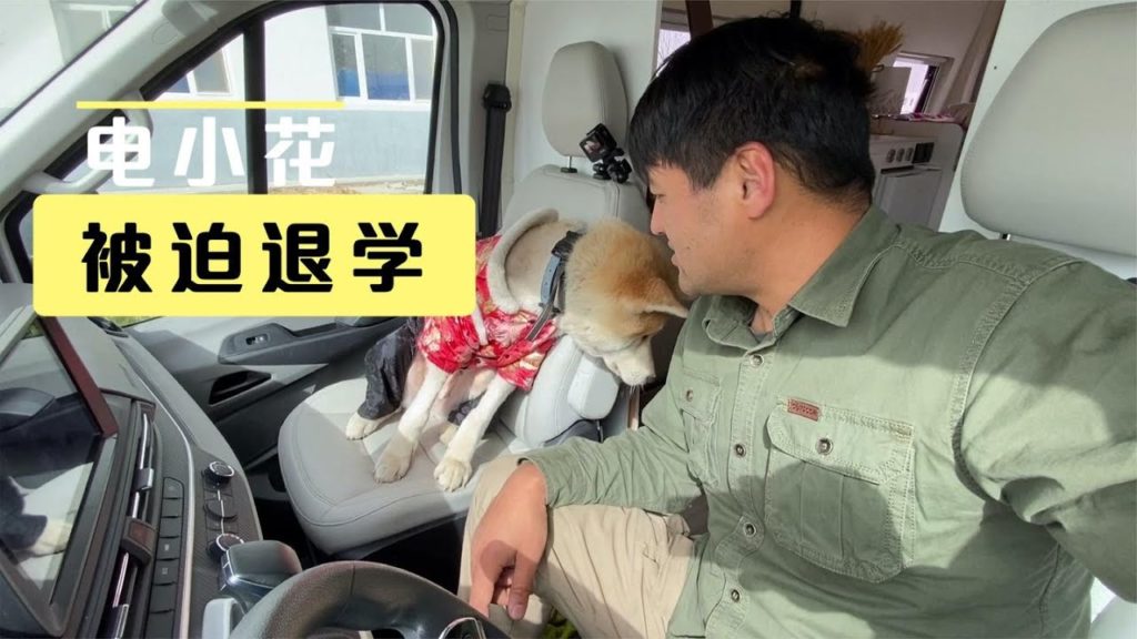 EP6集 小花在学校里闹事被开除，秋田犬真的很固执，没办法接回来吧