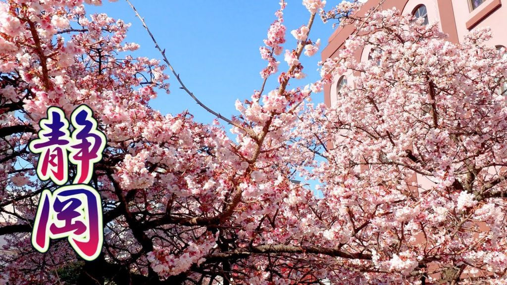 【Cherry blossoms】It’s the best time to look at Early-blooming flowers, "Atami-sakura" in Shizuoka. 【Cherry blossoms】It’s the best time to look at Early-blooming flowers, "Atami-sakura" in Shizuoka.