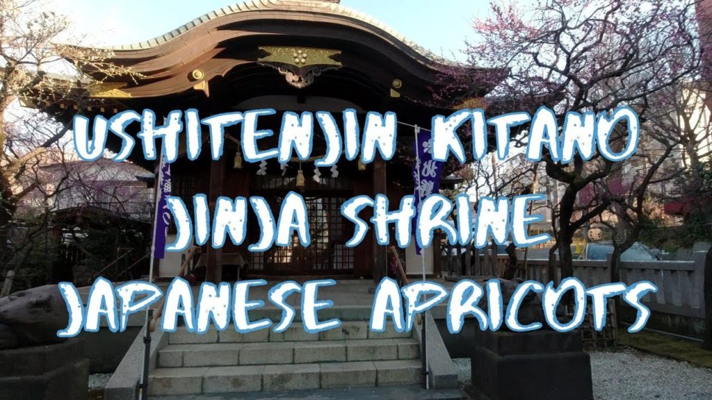 [Vlog] Ushitenjin Kitano Jinja Shrine with Japanese Apricots | Tokyo Sightseeing, Japan