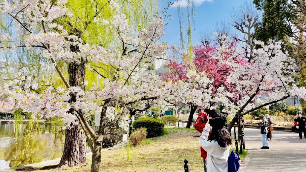 【4K HDR】Tokyo Walk - Ueno Park  Season of cherry blossoms (Mar.2021) 【Japan】