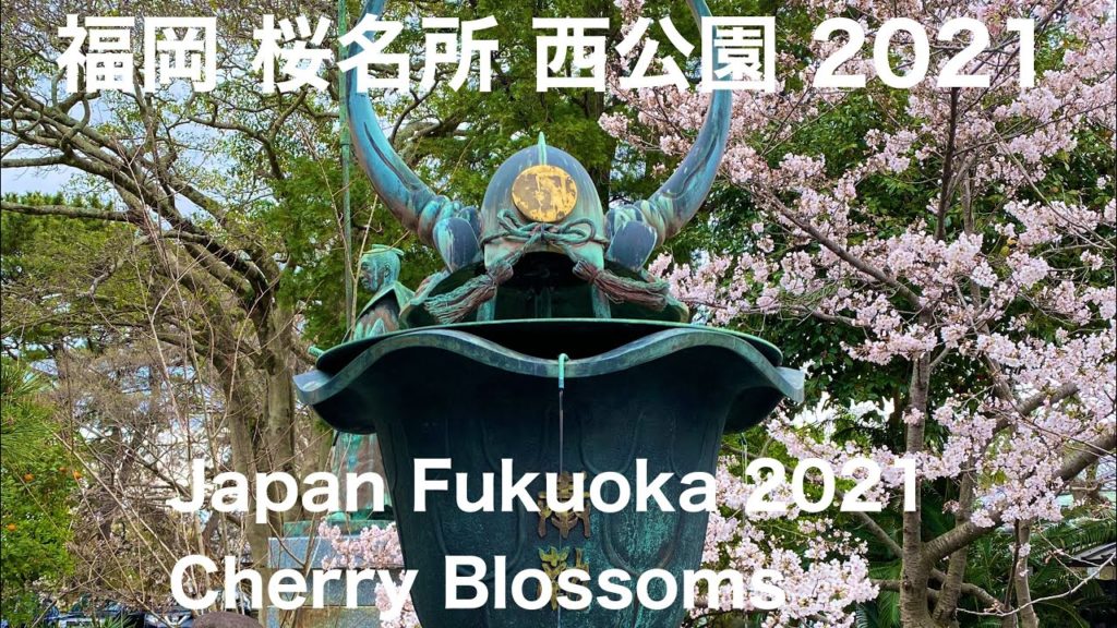 【桜 散歩 2021】満開の桜！福岡～桜の名所 西公園の桜 Japan Cherry Blossom 2021 Fukuoka