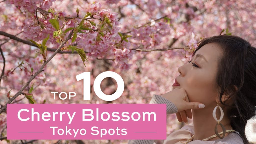 Top 10 Cherry Blossom Spots in TOKYO Top 10 Cherry Blossom Spots in TOKYO