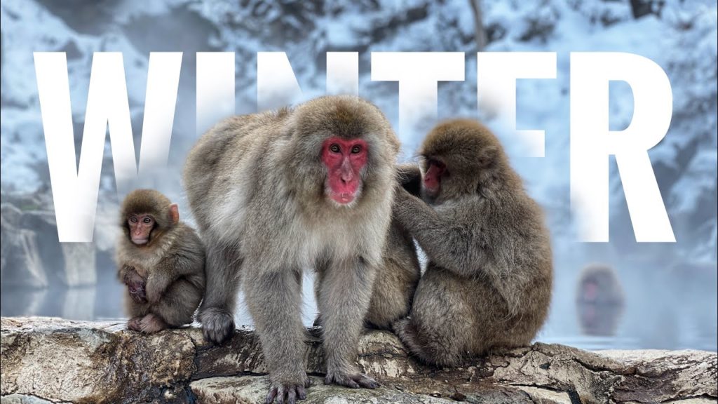 Iphone 12 Pro Cinematic Travel :NAGANO,JAPAN