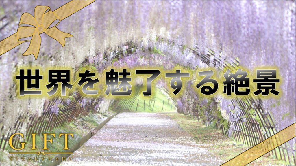 世界を魅了する絶景　河内藤園　/GIFT北九州（令和3年3月23日放送）