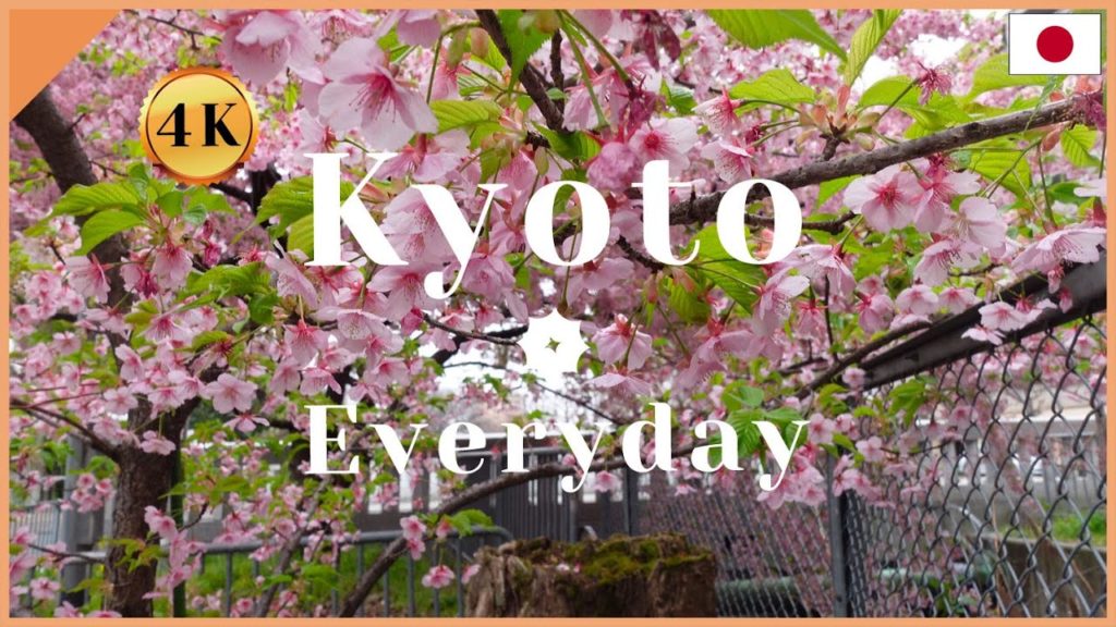 🌸3/12/2021 Kawazu Cherry blossom at Modoribashi bridge 1st Avenue 🌸3/12/2021 Kawazu Cherry blossom at Modoribashi bridge 1st Avenue