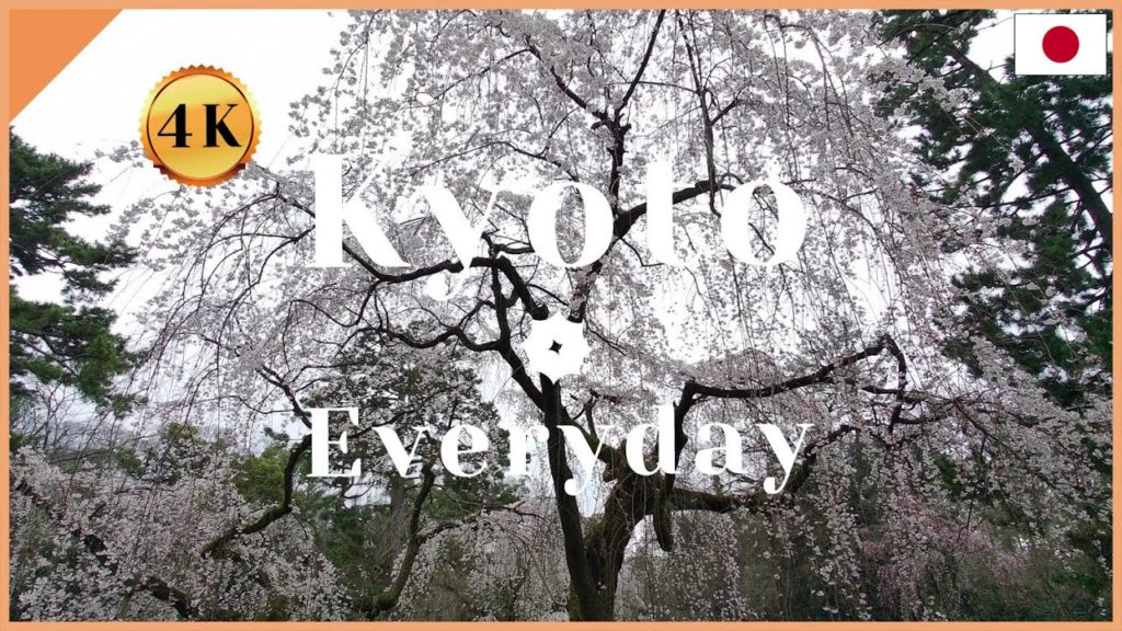 🌸3/16/2021 The fastest Cherry blossom blooming in Kyoto