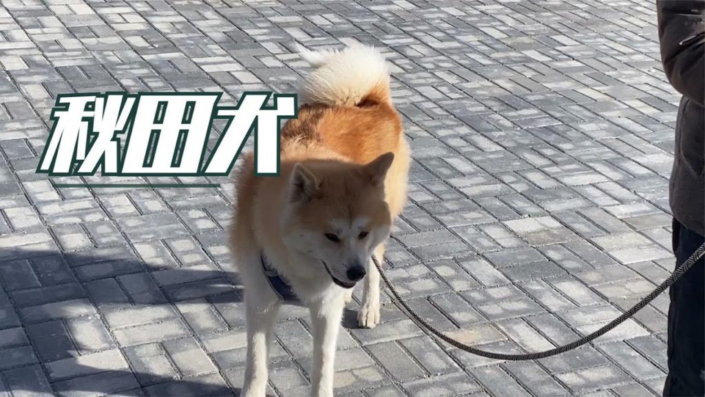 EP13集 秋田犬太固执又打架了，拉不拉傻被揍哭，7下决心豁出去了