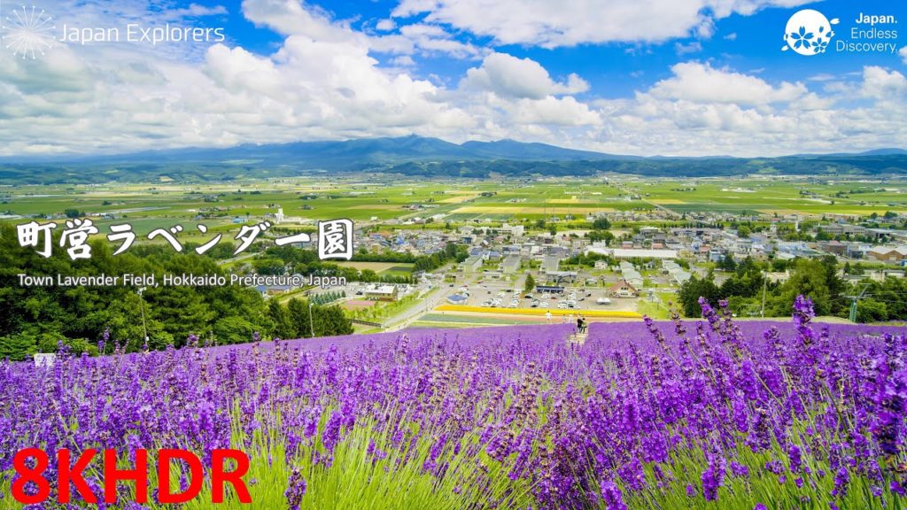 富良野 ラベンダー園 Furano Town Lavender Field [8KHDR]