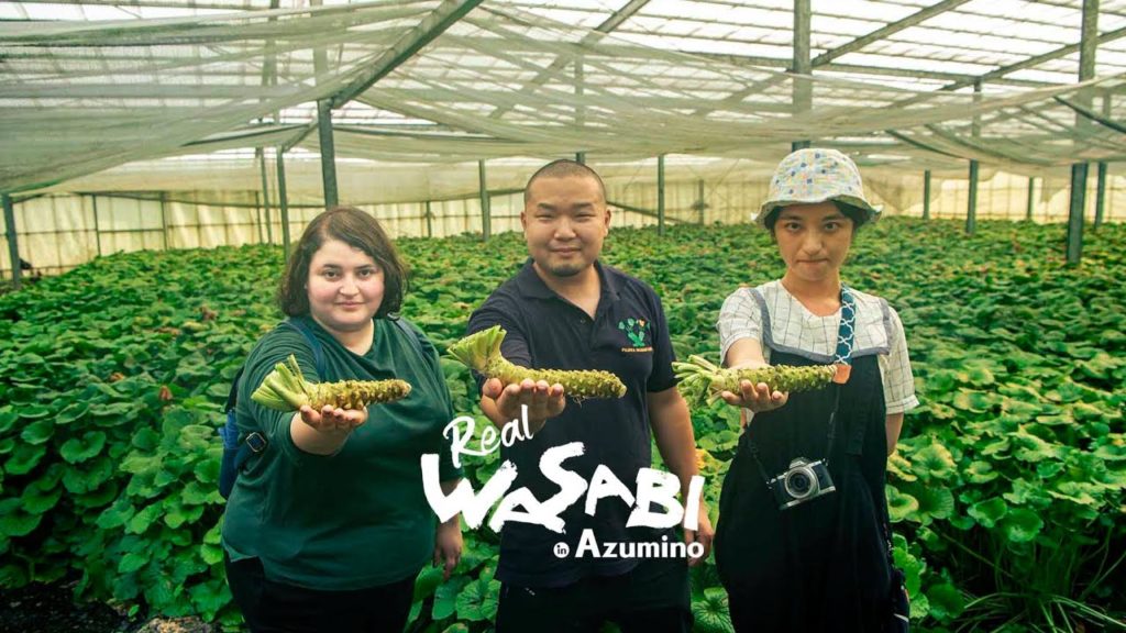 The Story of Real Japanese Wasabi in Azumino, Nagano: From Farm to Fine Dining