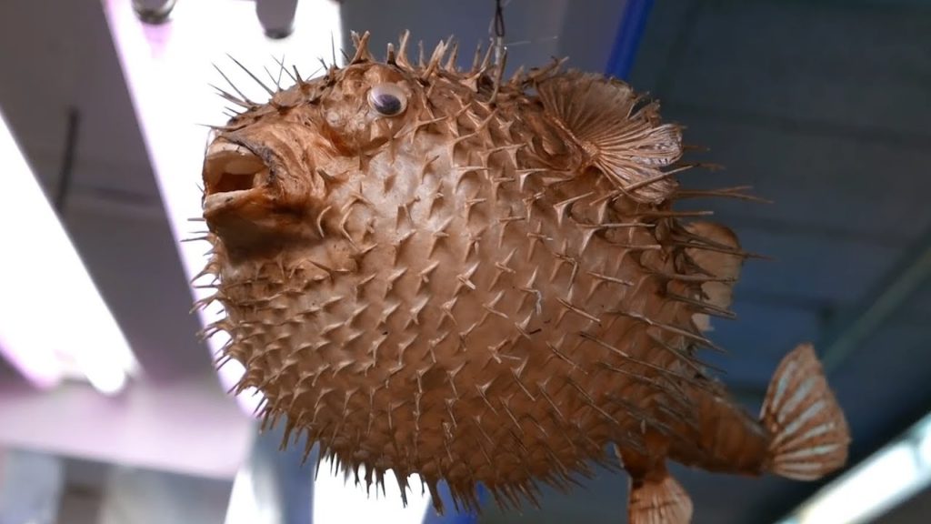 PUFFERFISH Puffer Fish Okinawa Seafood Japan - Japanese Street Food
