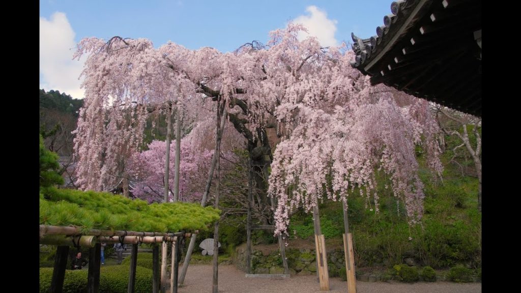 JG☆☆☆☆8K HDR 京都の桜 八十八か所巡礼 Kyoto, Sakura 88, Spiritual and Cultural Pilgrimage of Historic Sites