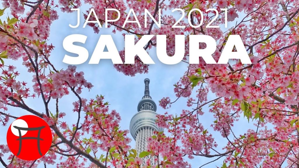 I ate SAKURA! | Japan Cherry Blossoms 2021 I ate SAKURA! | Japan Cherry Blossoms 2021