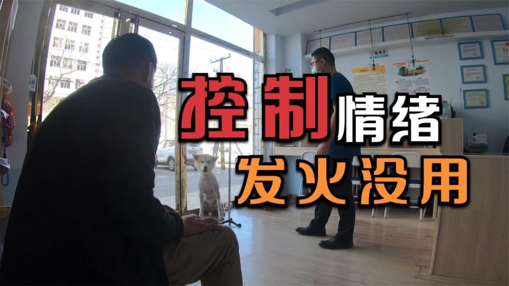 小花花秋田犬做绝育手术发现出事了，宠物学校千万不能去，去了后悔莫及