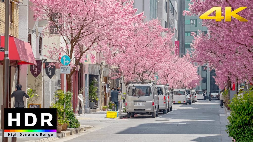 【4K HDR】Tokyo Cherry Blossoms 2021 - Nihonbashi Kawazu Sakura