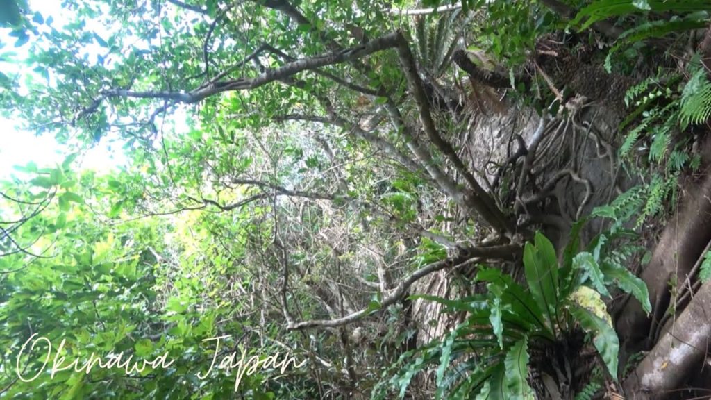 【4K】15min vacation【walking Forest and beach】OKINAWA JAPAN
