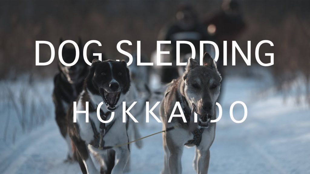 DOG SLEDDING TOUR HOKKAIDO | Mushing Works.feat Vantrip | α7sIII DOG SLEDDING TOUR HOKKAIDO | Mushing Works.feat Vantrip | α7sIII