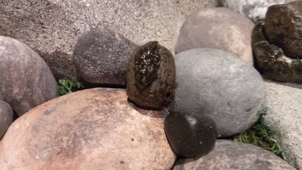 Izu (伊豆), Japan  - Dinner at Arcana Izu 2021 Mar. 23