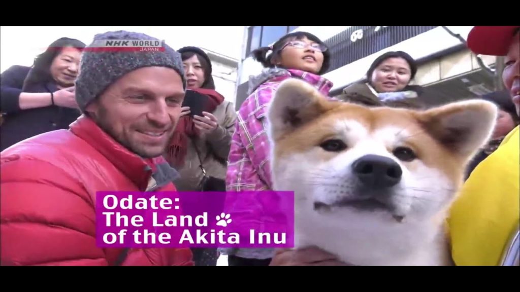 Travel Japan: Odate, Land of the Akita Inu Dog Travel Japan: Odate, Land of the Akita Inu Dog