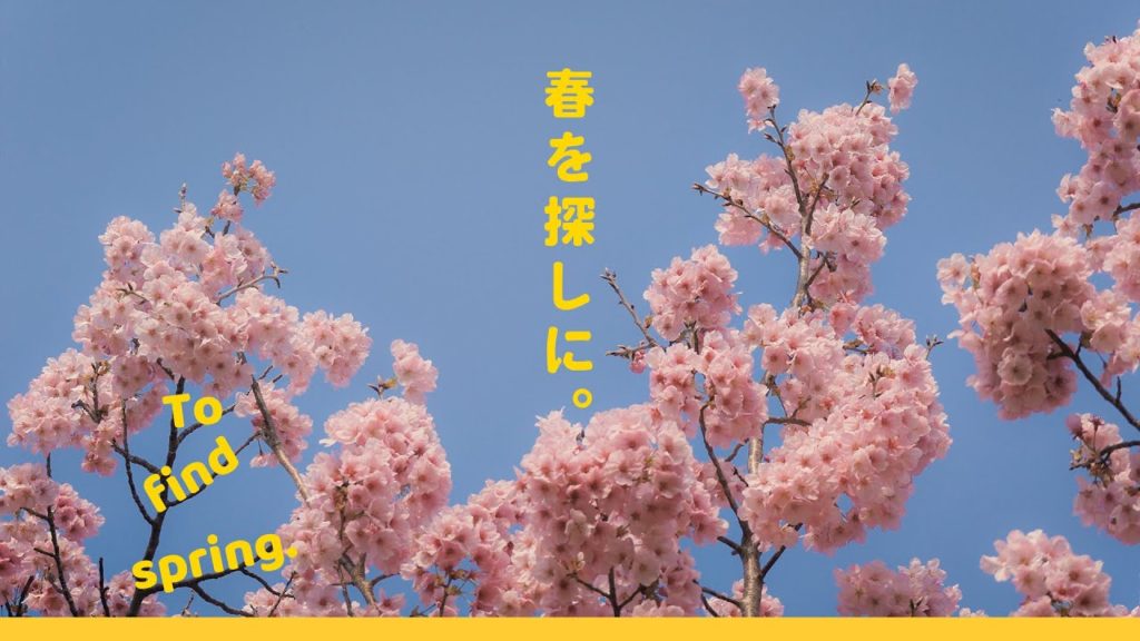 To find spring.Cherry blossoms in Fukuoka.(Japan Travel Video/Sony A6400)春を探しに。福岡舞鶴公園の桜。2021 To find spring.Cherry blossoms in Fukuoka.(Japan Travel Video/Sony A6400)春を探しに。福岡舞鶴公園の桜。2021