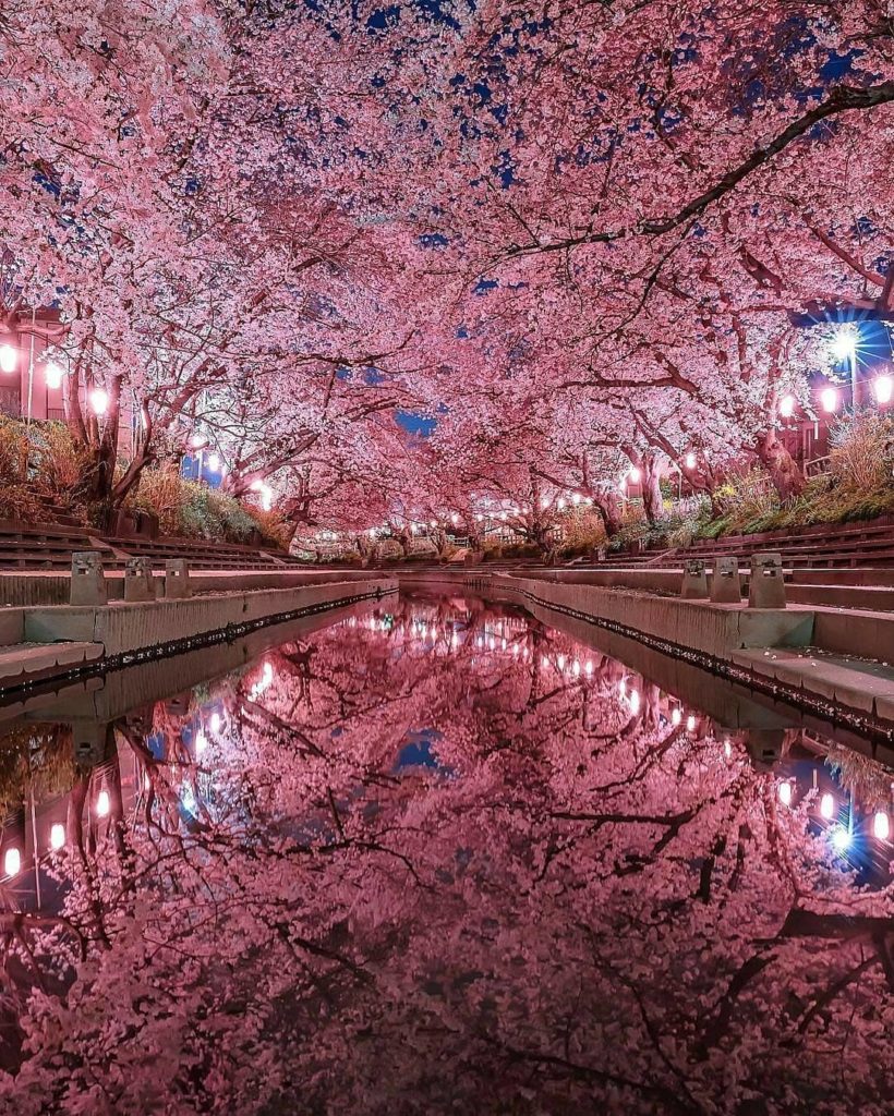 If you could only pick ONE season to visit Japan, what would it be? 

 Swipe rig...