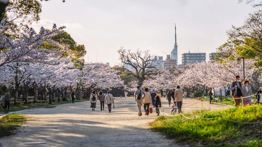 🌸 Amazing Cherry Blossoms In Fukuoka (Live, Maizuru Park)  福岡散歩