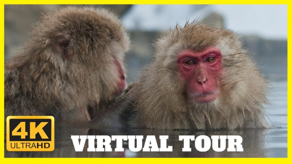 🐵 Snow Monkeys Japan - HEAVY SNOW Walk ☃️ - Documentary Virtual Tour