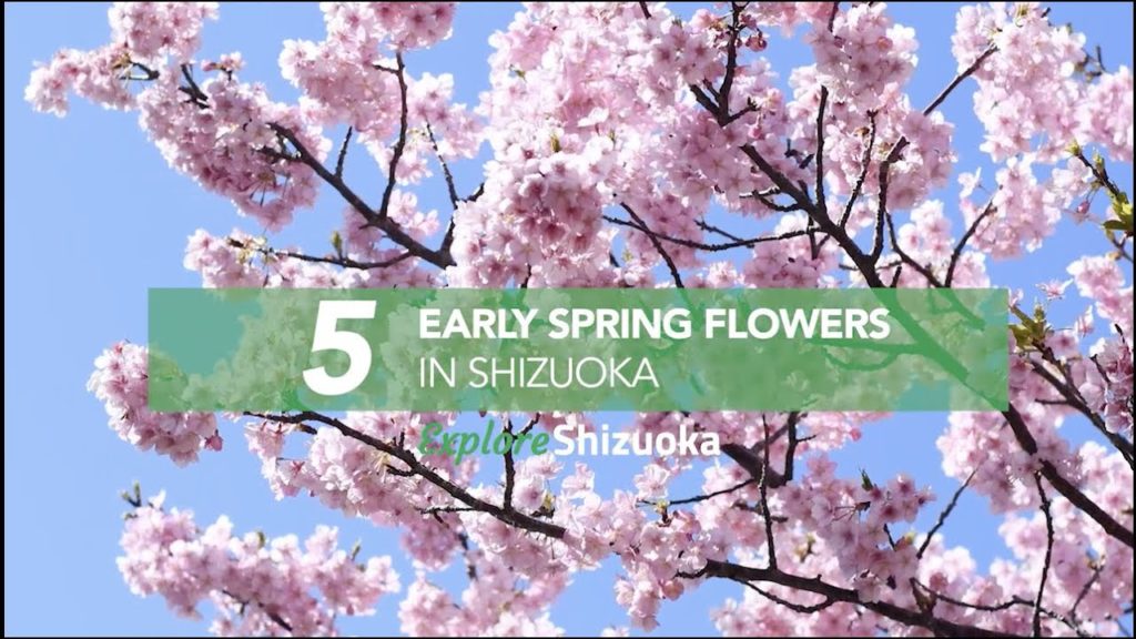 5 Early Spring Blossoms in Shizuoka