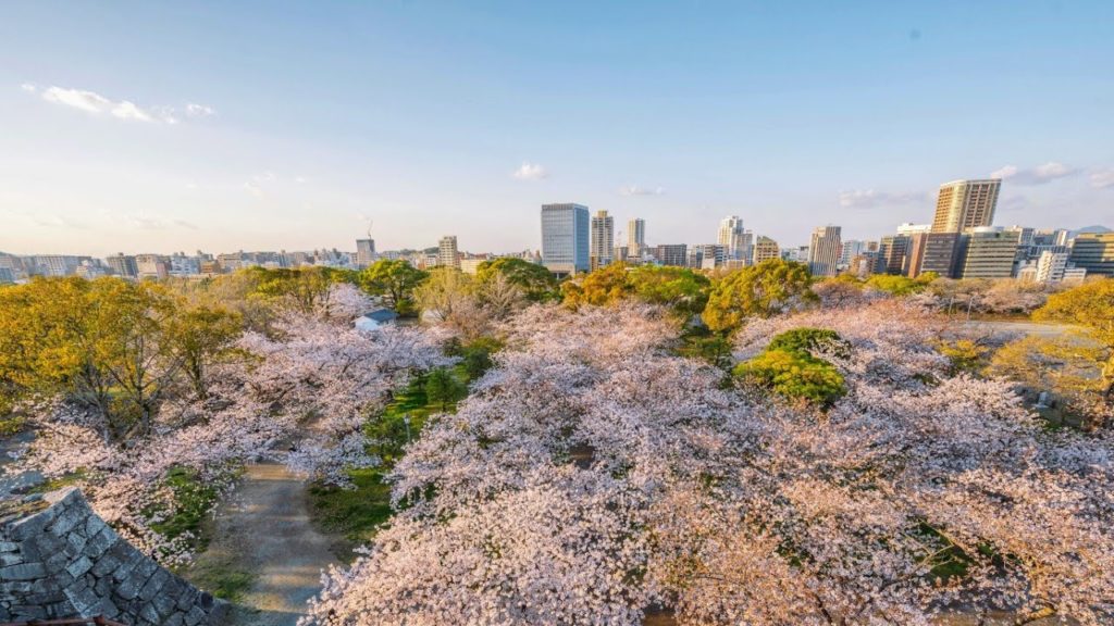 4K 60FPS 🌸 Amazing Cherry Blossoms In Maizuru Park, Fukuoka (no commentary) 福岡、舞鶴公園散歩 - 桜満開