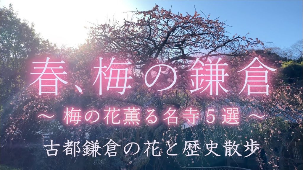 鎌倉：梅の花が美しい禅の名寺５選。早春の古都鎌倉、梅花と歴史の散歩。梅の名所、東慶寺。茶室・喜泉庵と英国式庭園の浄妙寺。海蔵寺のしだれ梅。寿福寺。花の寺、瑞泉寺の梅と庭園／Kamakura Japan