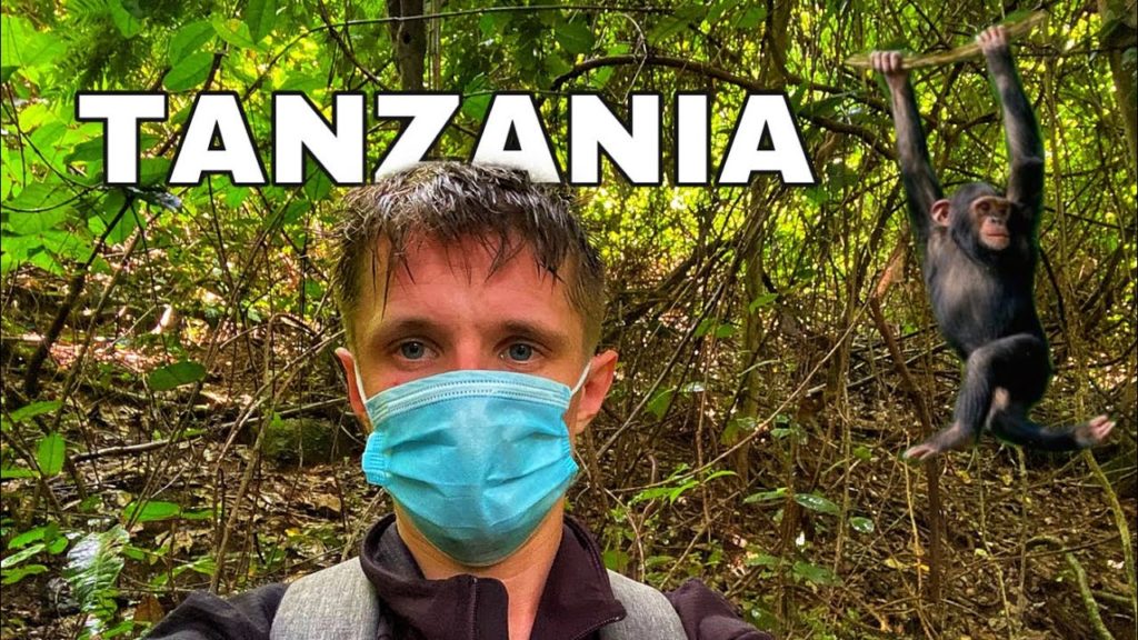 Up Close with Endangered Chimpanzees in Gombe National Park