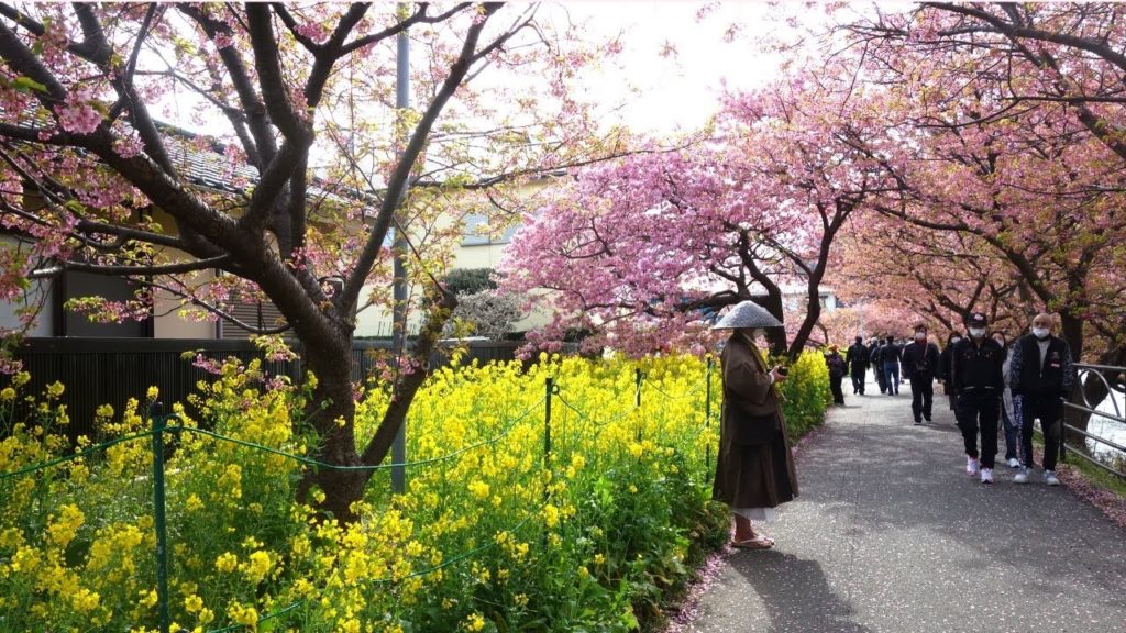 Monks and 8,000 Cherry Blossoms Trees Japan 2021 | Beautiful Sakura in Japan