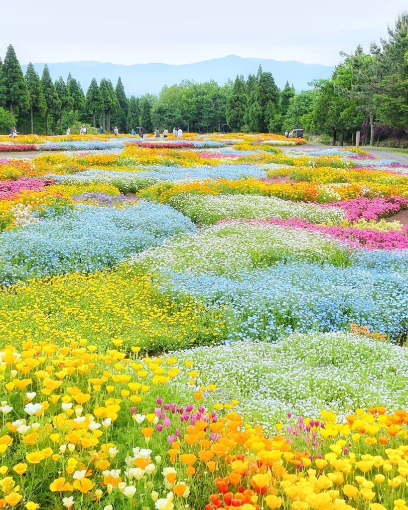 .
Our spirits are lifted by the blanket of flowers covering Kuju Flower Park.
#C...