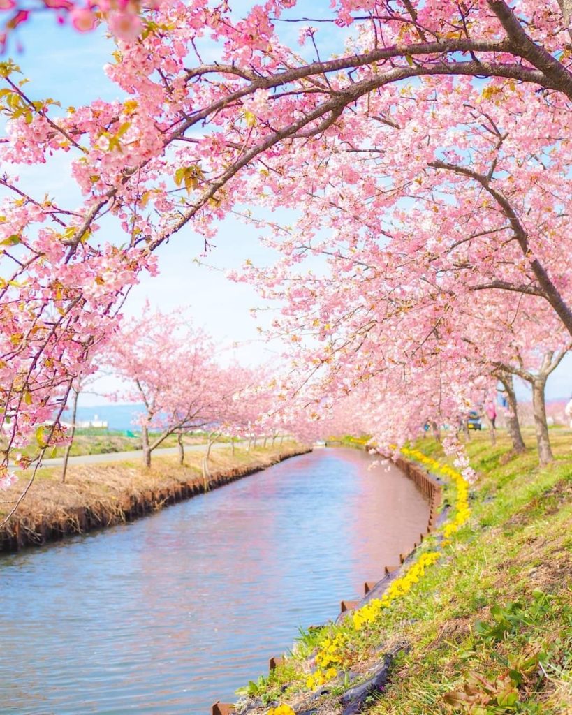 Visit Japan: Along the 1,500-meter-long (1,640 yard) agricultural canal that runs through Kas… Along the 1,500-meter-long (1,640 yard) agricultural canal that runs through Kas...