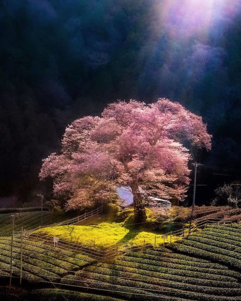 Every spring, photographers flock to this tea plantation in Shimada, Shizuoka Pr...