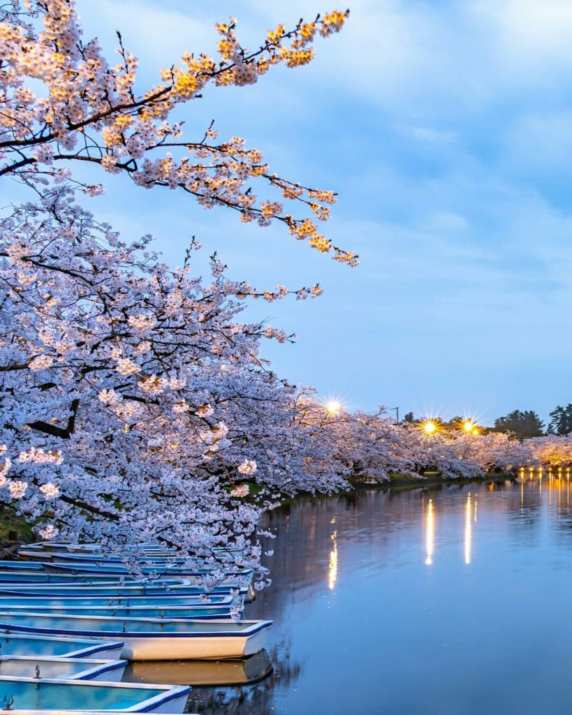 Visit Japan: Breathtaking blooms in abundance at Hirosaki Park.
TIP: If you arrive toward… Breathtaking blooms in abundance at Hirosaki Park.
TIP: If you arrive toward...