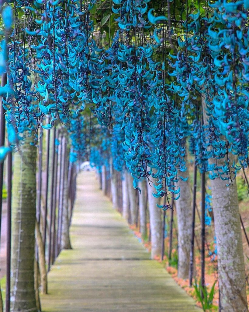 .
Turquoise jade vines create a bewitching path.
#ChargeUpMarch  #ヒスイカズラ が作る神秘的な...