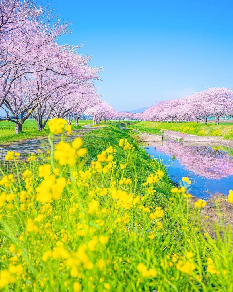 Japan Travel: The banks of Fukuoka’s Kusaba River have a section lined with cherry trees that … The banks of Fukuoka's Kusaba River have a section lined with cherry trees that ...