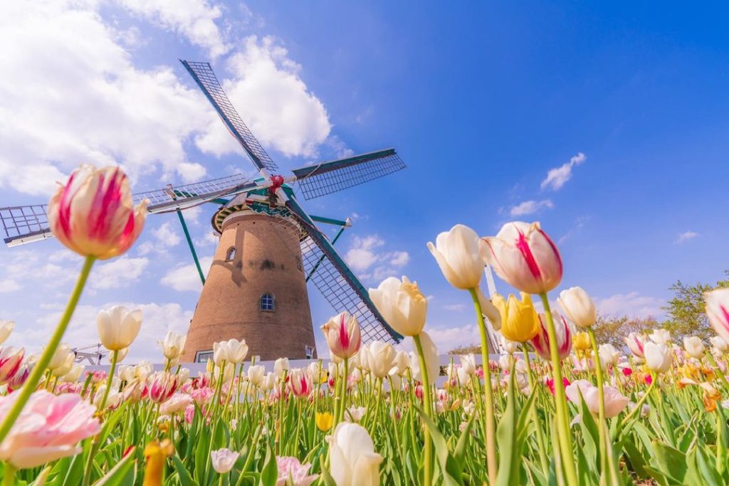 In Chiba, after the cherry blossoms have bloomed, the tulips will be at their pe...