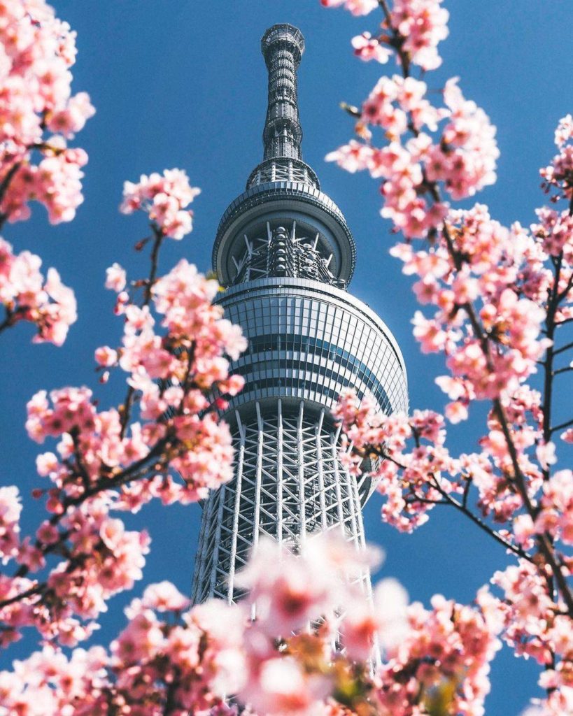 Sakura and Skytree = a dynamic duo if we've ever seen one! 
: @nico_kids_10
----...