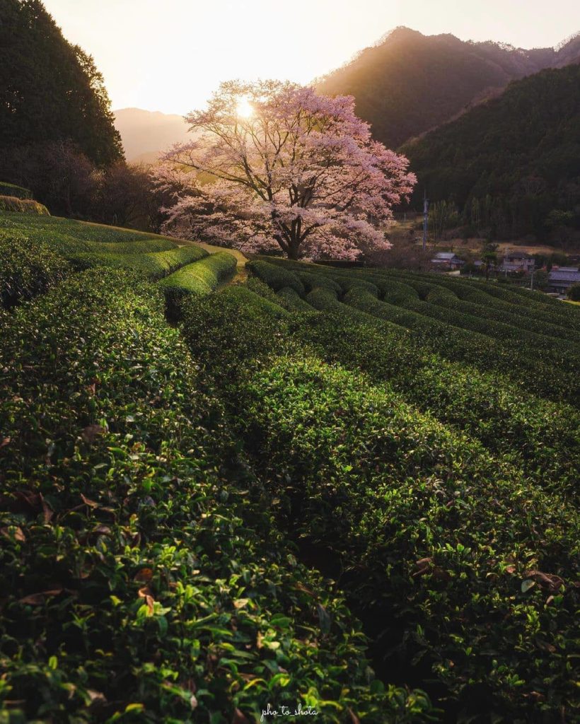 Japan Travel: Wishing you all a beautiful weekend!
: @photoshota
—–⠀
Misugi, #Mie
.⠀
… Wishing you all a beautiful weekend!
: @pho_to_shota
-----⠀
Misugi, #Mie
.⠀
...
