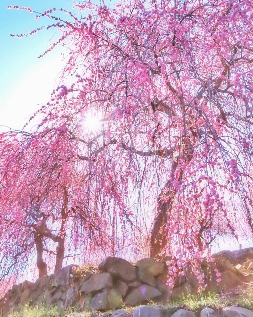 Visit Japan: What a pretty pink Aridagawa, a town in Wakayama Prefecture, is known for its w… What a pretty pink Aridagawa, a town in Wakayama Prefecture, is known for its w...