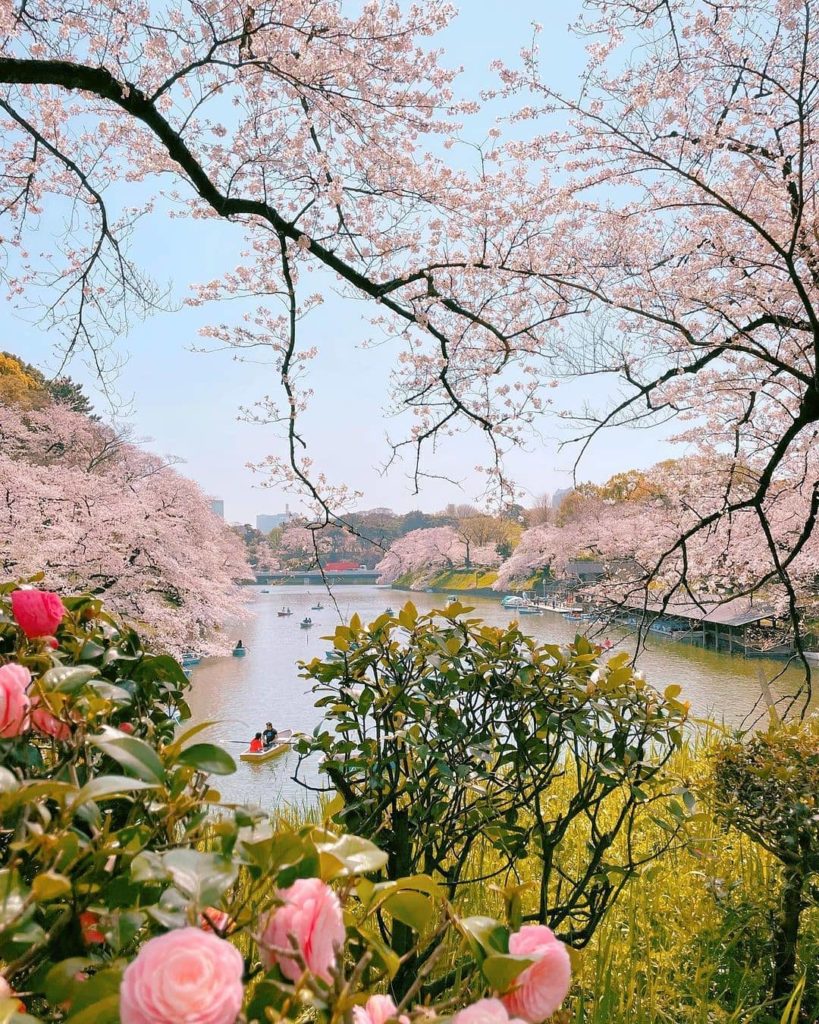 We're loving all of the sakura photos filling our explore feed at the moment - w...