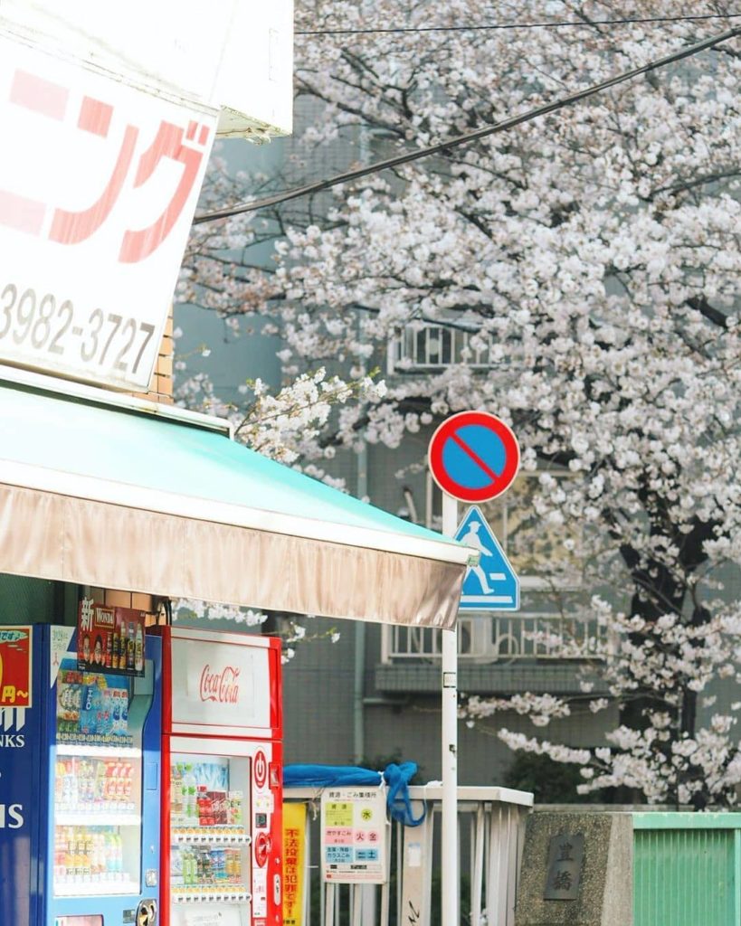 Two of Japan's icons in the one photo: cherry blossoms and vending machines! 
:...