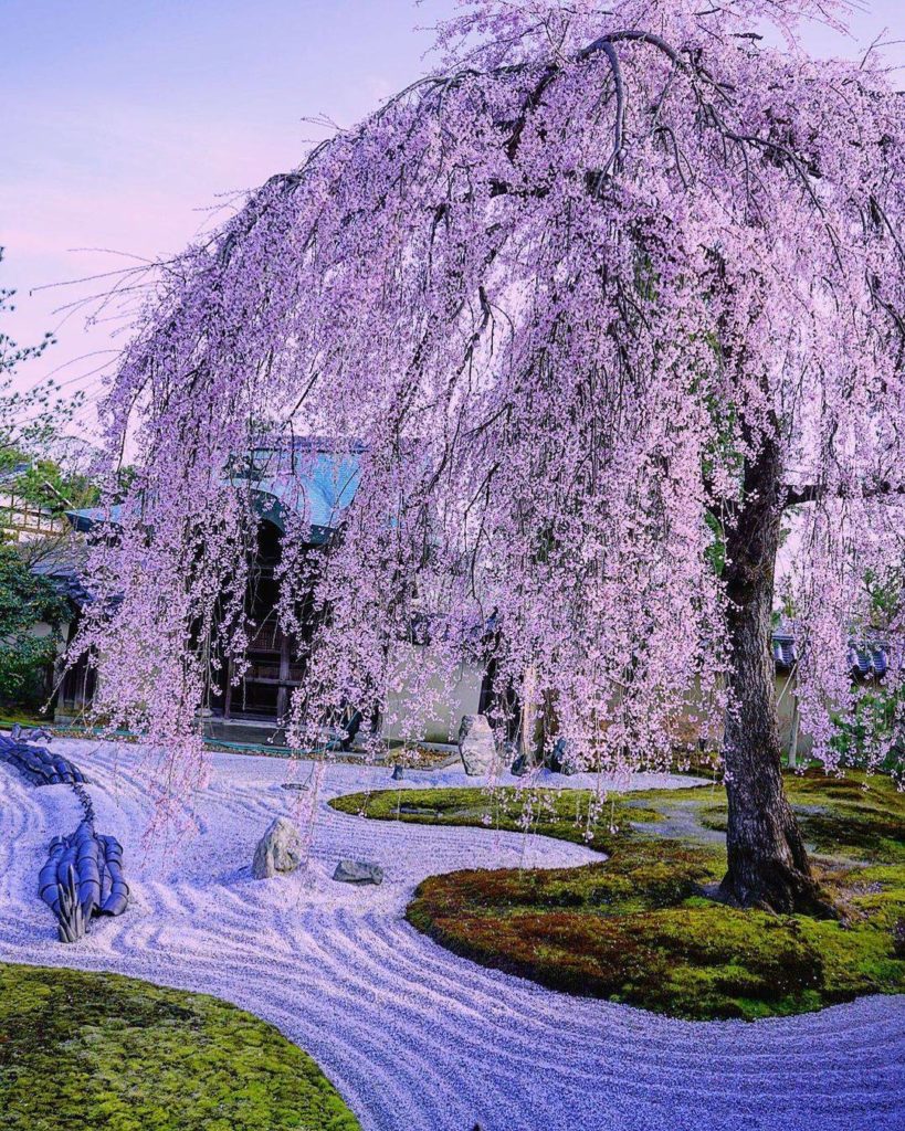 Kyoto's Kodaiji Temple is known for this lone sakura tree in the zen garden on t...