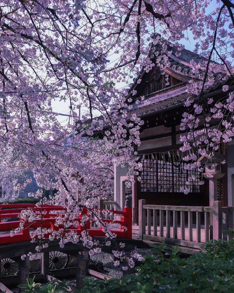 If you're looking for a Kyoto-based sakura spot that's a little quieter than oth...