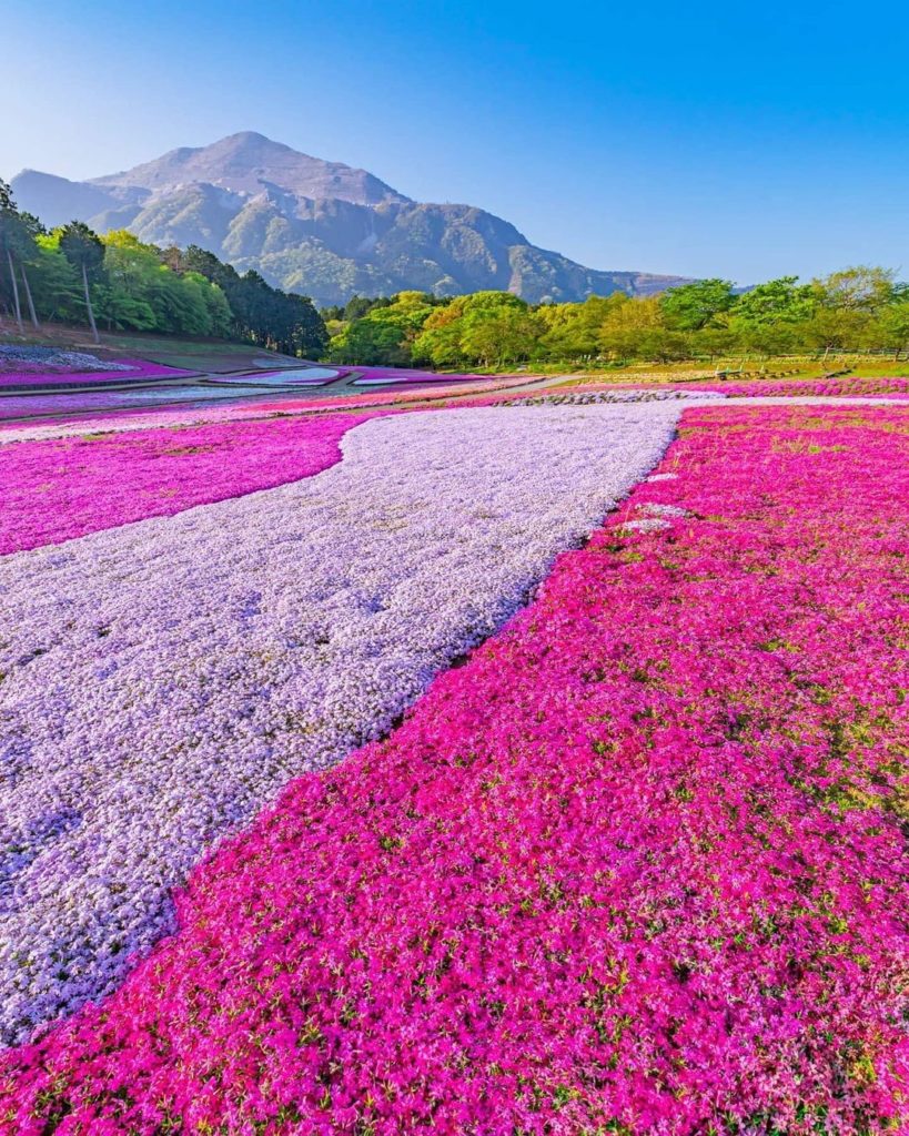 Visit Japan: Who’s happy for spring? Chichibu Hitsujiyama Park’s Shibazakura no Oka, a famou… Who's happy for spring? Chichibu Hitsujiyama Park's Shibazakura no Oka, a famou...