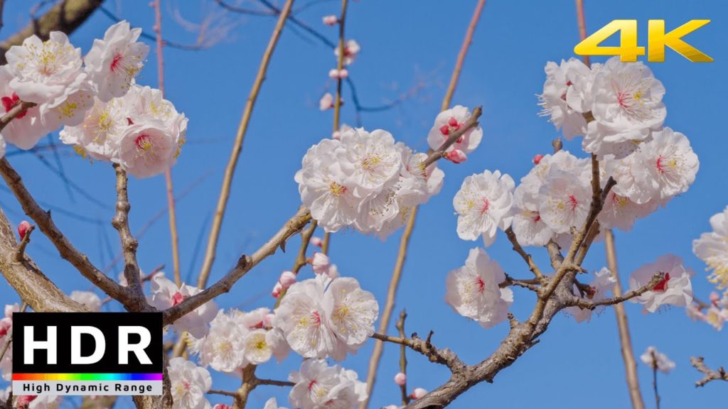 【4K HDR】Spring in Tokyo - Hanegi Park Ume Blossoms 2021