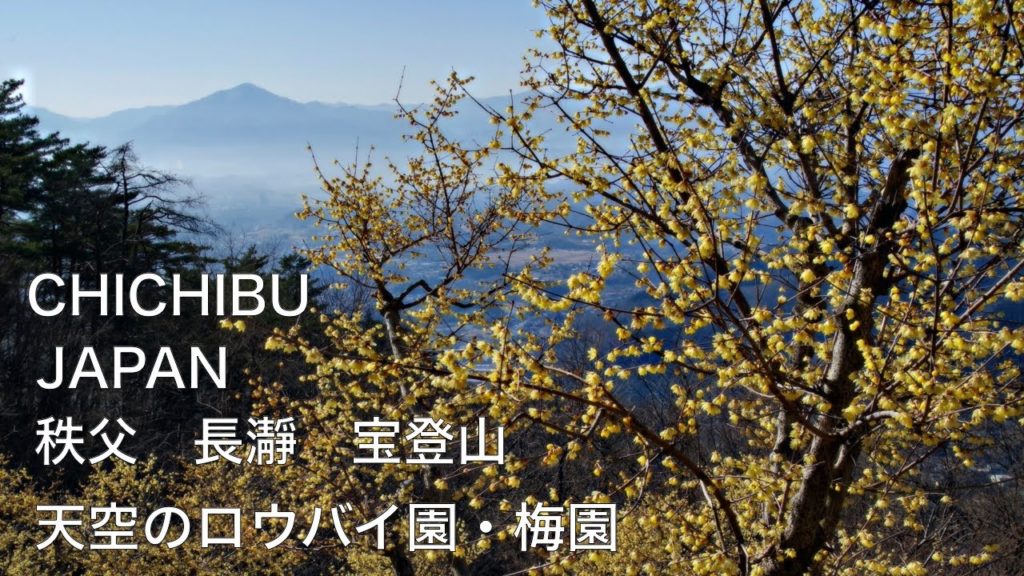★【Chichibu, JAPAN】JAPAN TRAVEL:Hodosan, Nagatoro, Saitama 秩父 長瀞 宝登山の天空の蝋梅(ロウバイ)園と梅林 ひとり旅 ★【Chichibu, JAPAN】JAPAN TRAVEL:Hodosan, Nagatoro, Saitama 秩父 長瀞 宝登山の天空の蝋梅(ロウバイ)園と梅林 ひとり旅