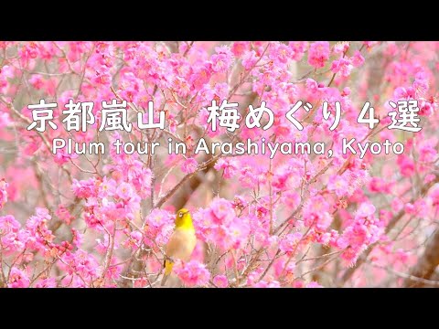 京都嵐山・梅めぐり4選/亀山公園/嵐山羅漢/天龍寺/清凉寺/Plum tour in Arashiyama, Kyoto 京都嵐山・梅めぐり4選/亀山公園/嵐山羅漢/天龍寺/清凉寺/Plum tour in Arashiyama, Kyoto