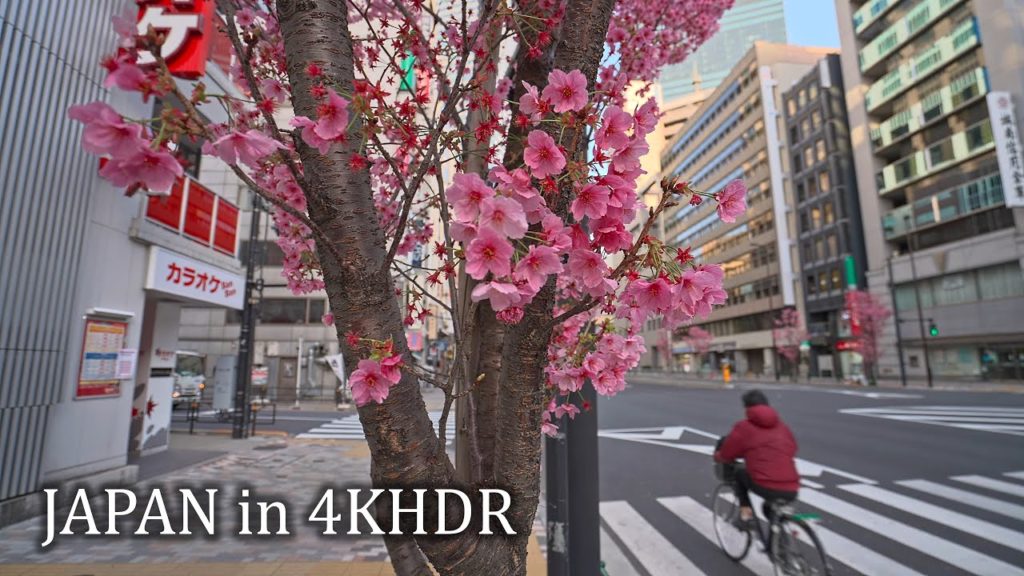 Nyanners’ walk - early sakura in morning Tokyo Shibuya to Meguro・4K HDR